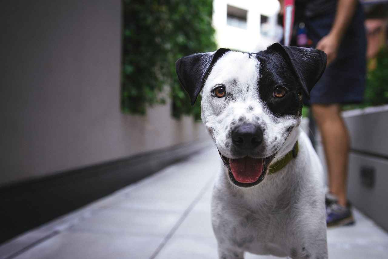 Can Dogs Have Chia Seeds? Vet-Approved Facts You Should Know