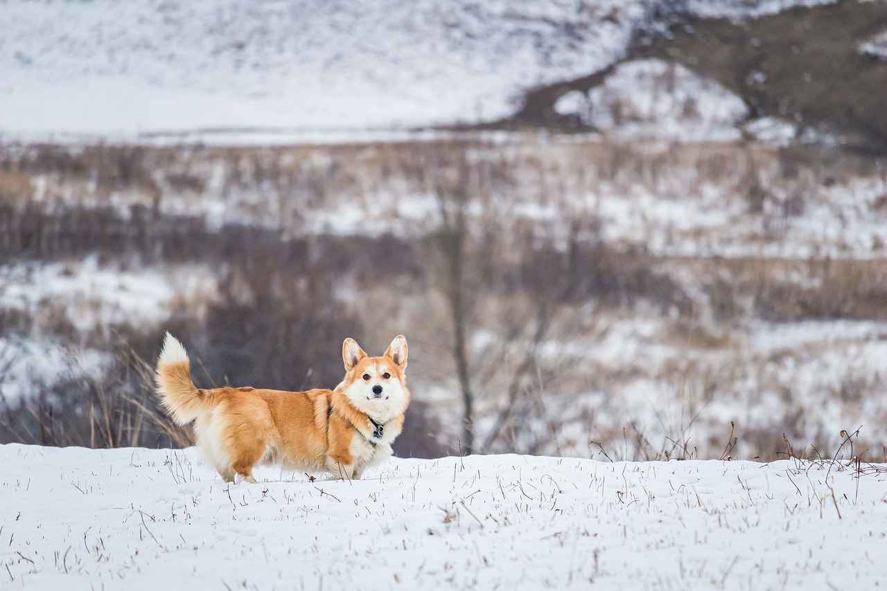 Can Dogs Safely Consume Chia Seeds?