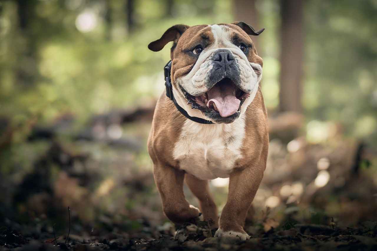 Can Dogs Have Chia Seeds? What Pet Owners Should Know