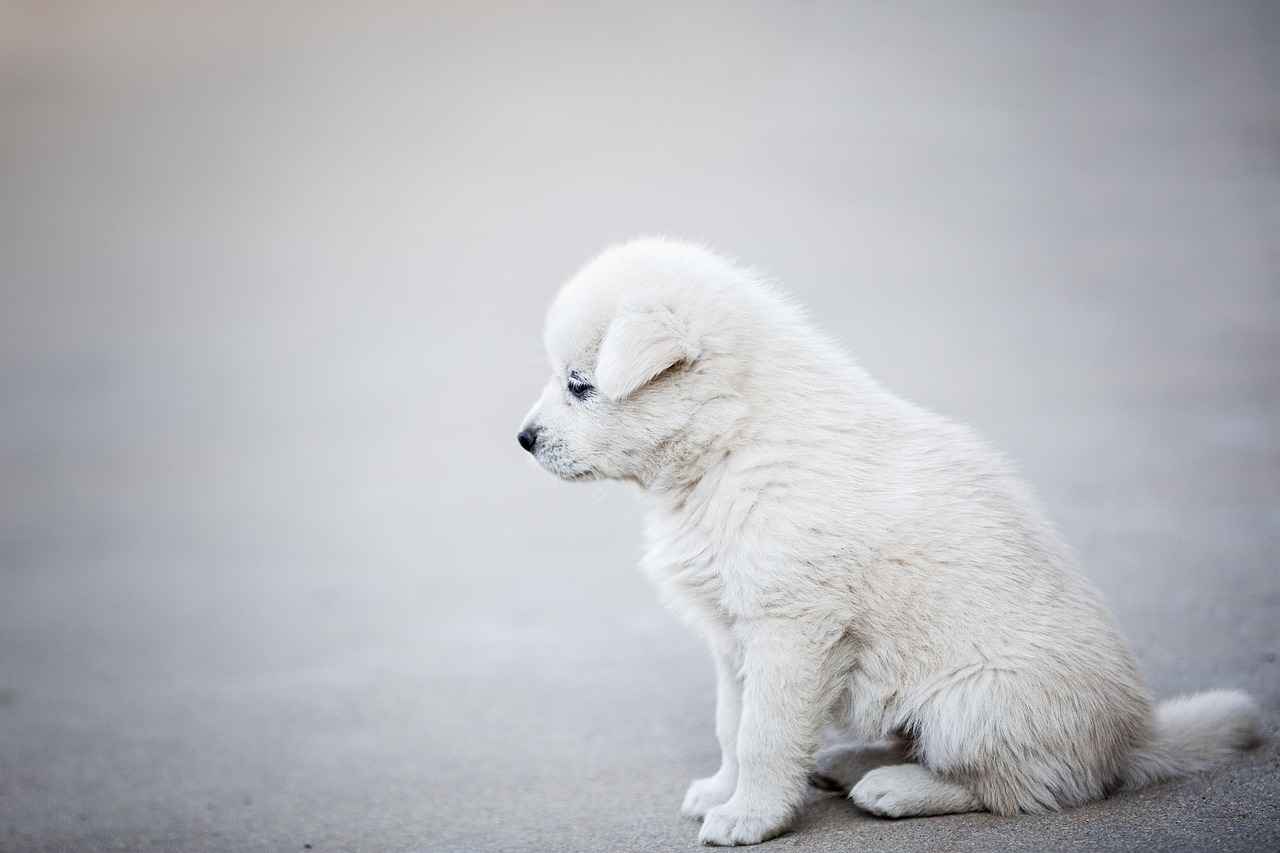 Are There Alternatives to Chia Seeds for Dogs?