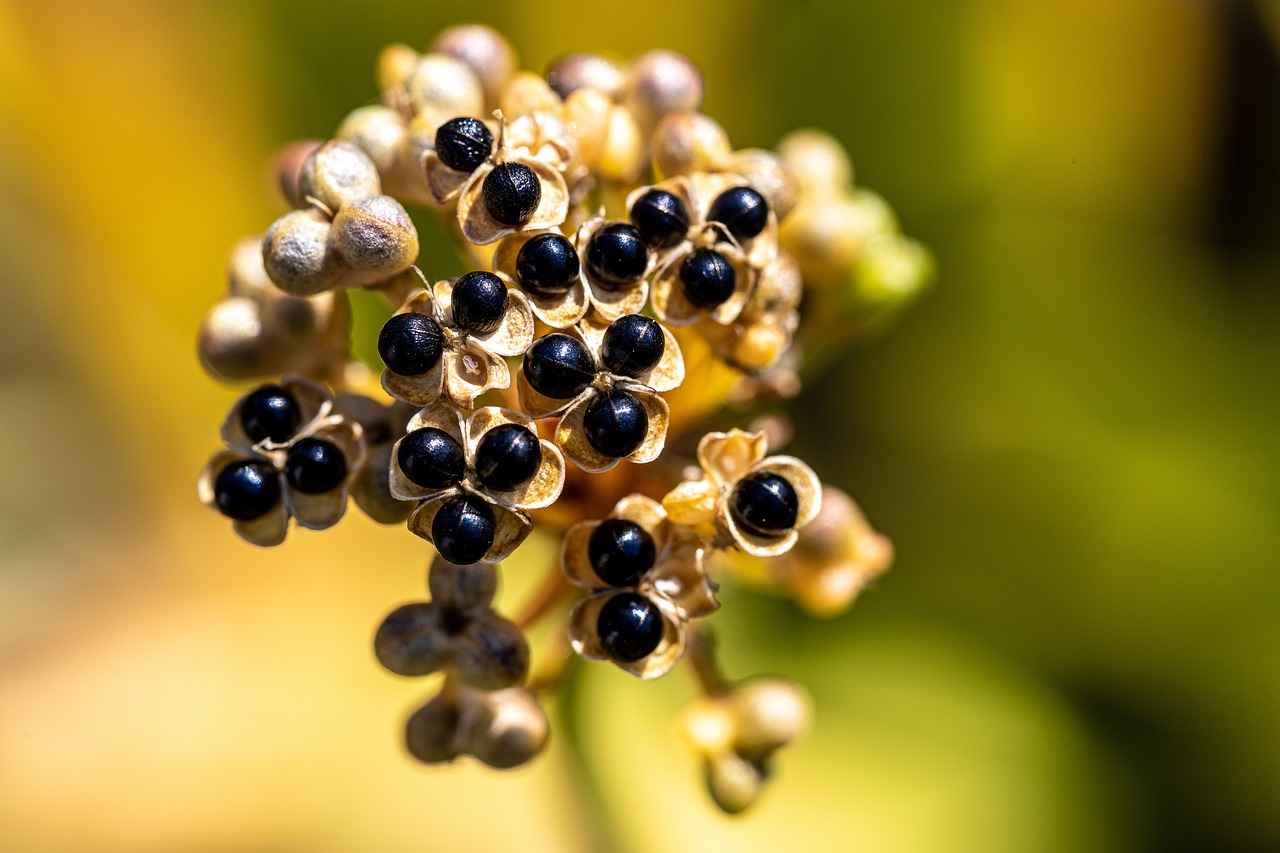 Are There Any Potential Side Effects of Chia Seeds?