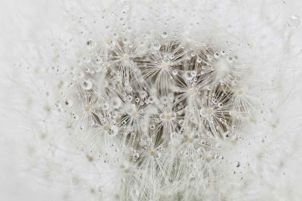 What Nutrients Do Chia Seeds Provide?