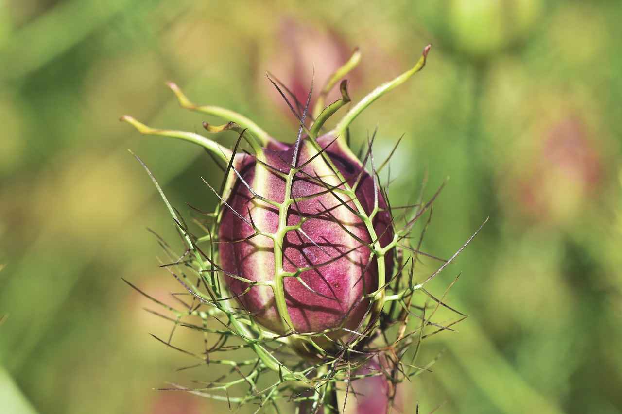 How to Prepare the Perfect Chia Seed Drink?