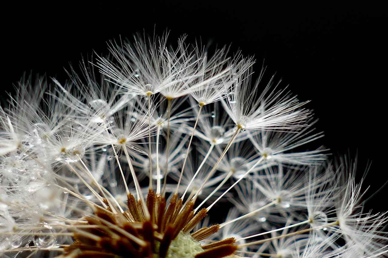 Are There Any Side Effects of Chia Seeds?