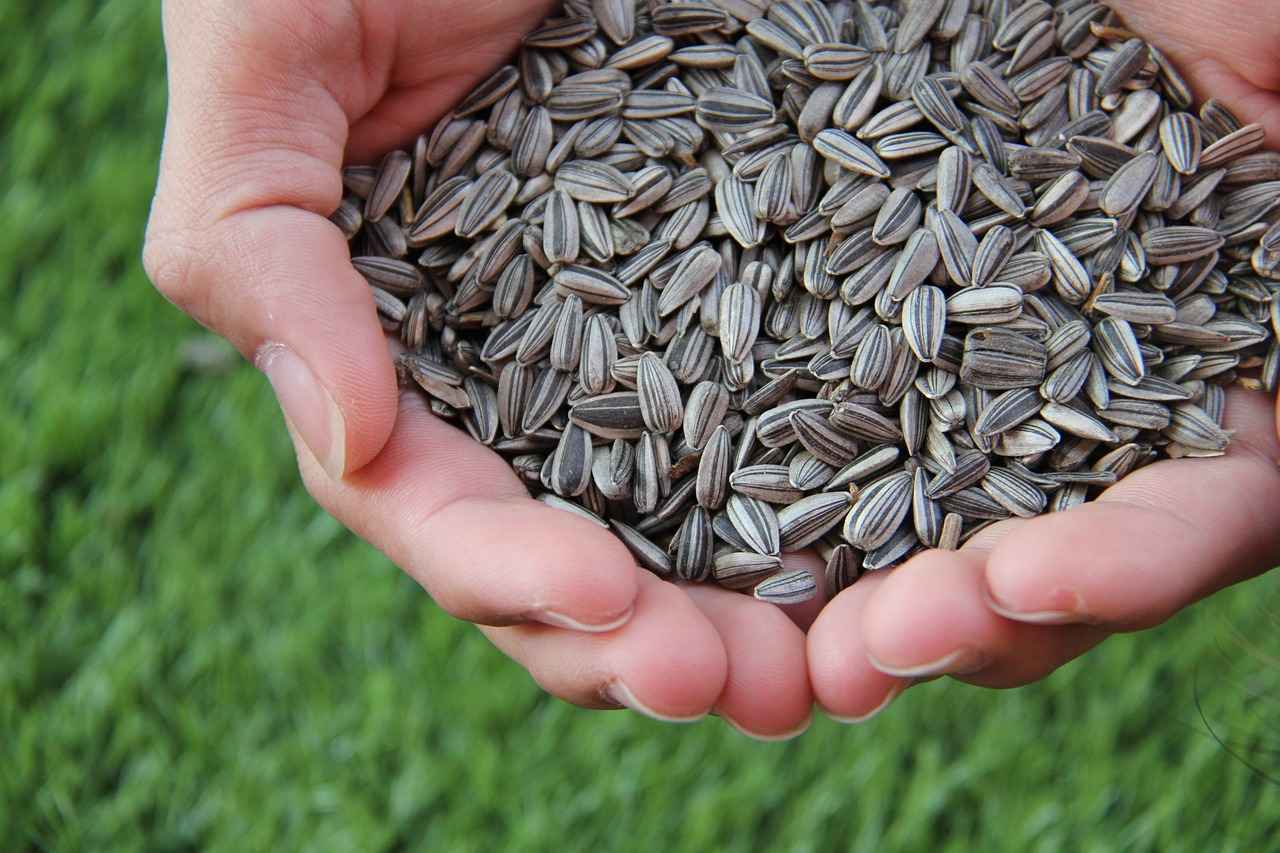 What Are Chia Seeds?