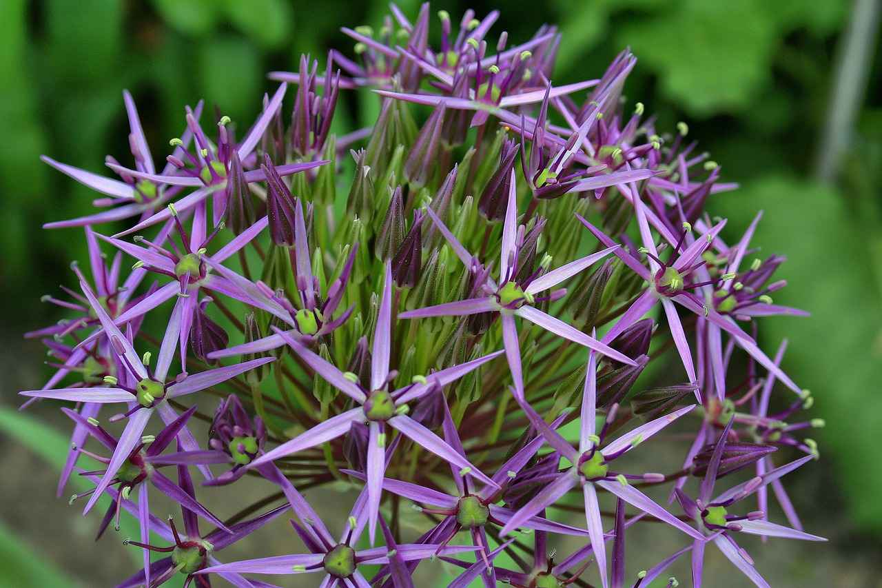 What Are Common Pests and Diseases Affecting Chia Plants?