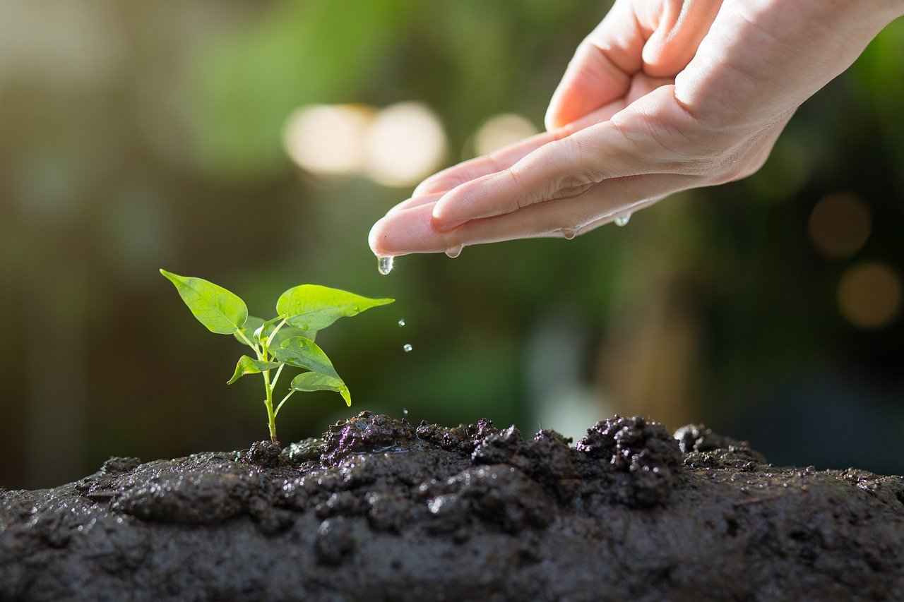 How to Prepare Chia Seed Pudding with Milk?