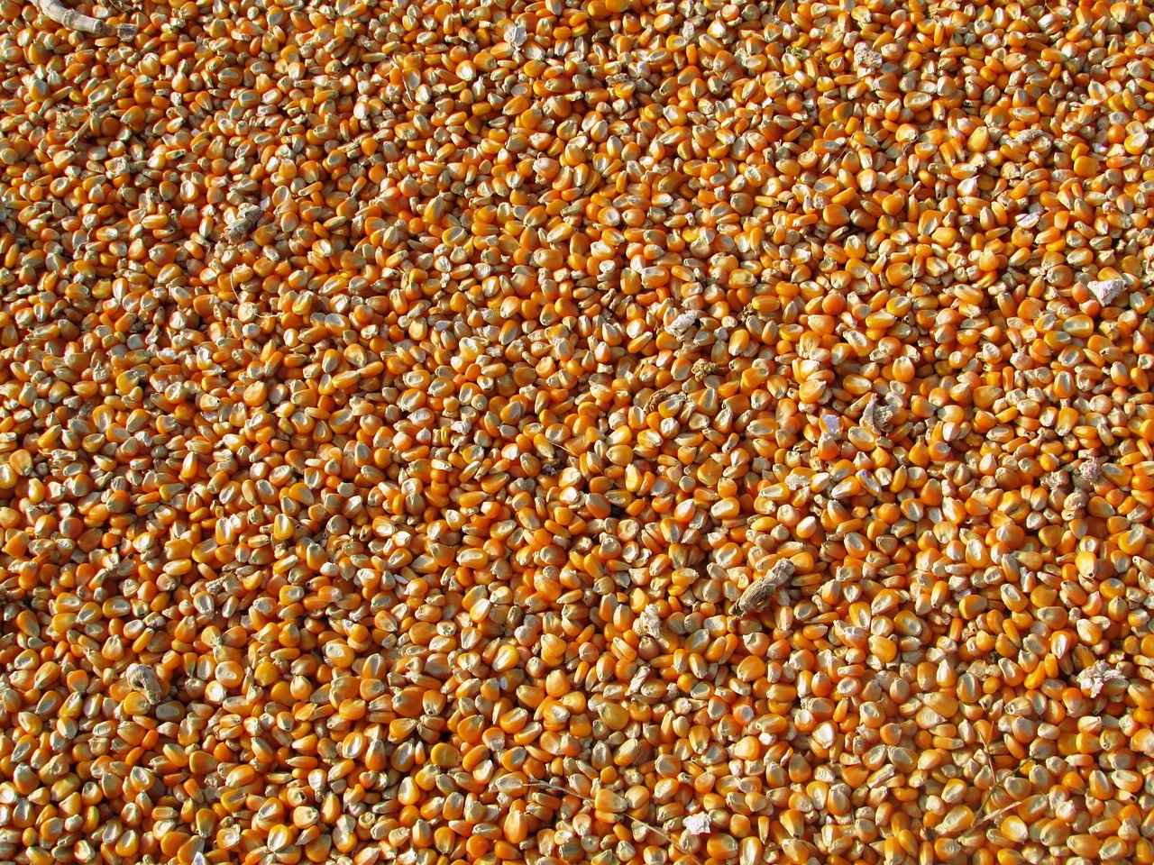 Where to Find the Best Deals on Chia Seeds?