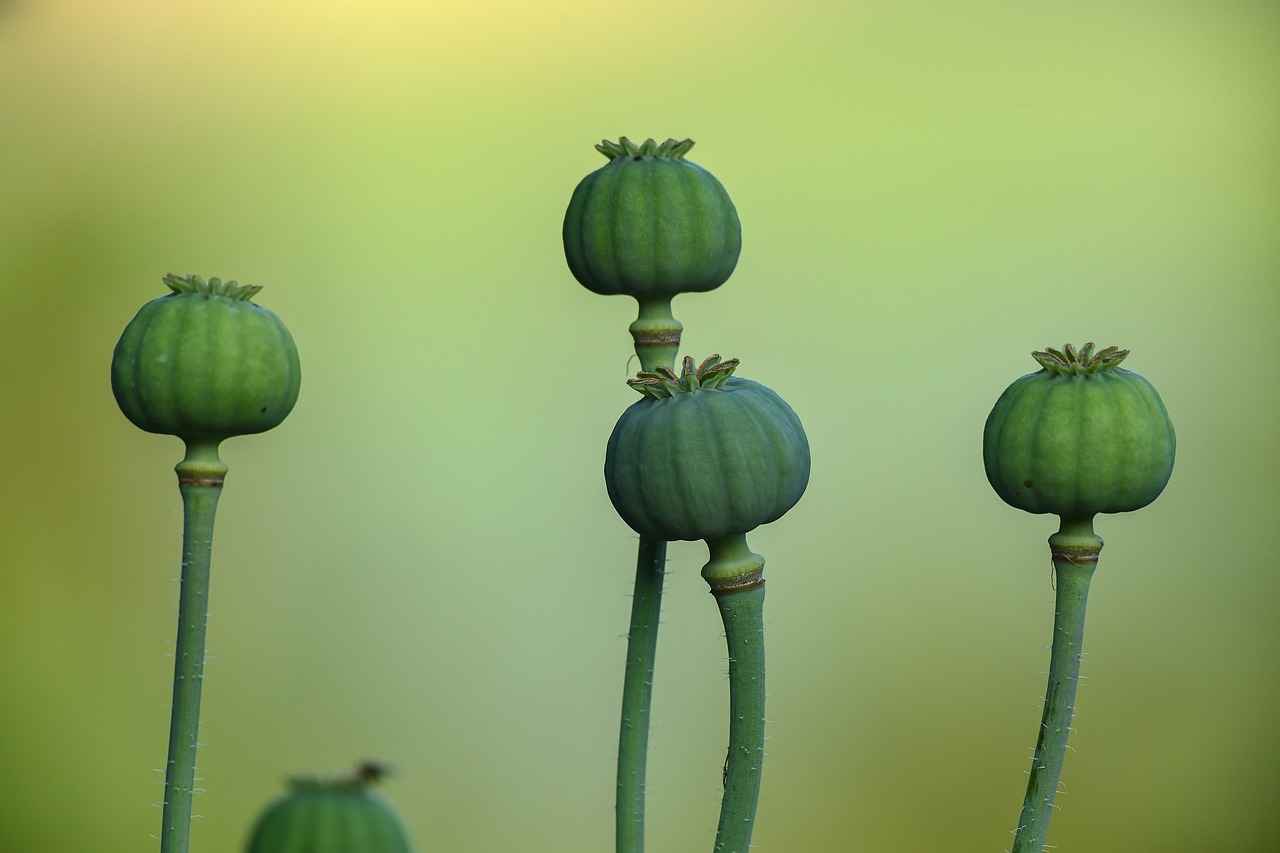 What Are the Health Benefits of Chia Seeds?