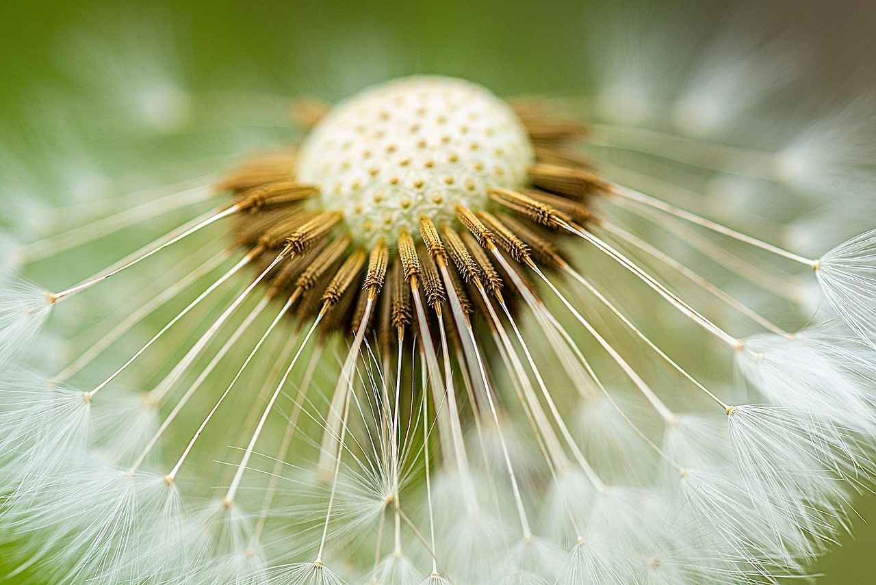 What Do Studies Say About Chia Seeds and Weight Loss?