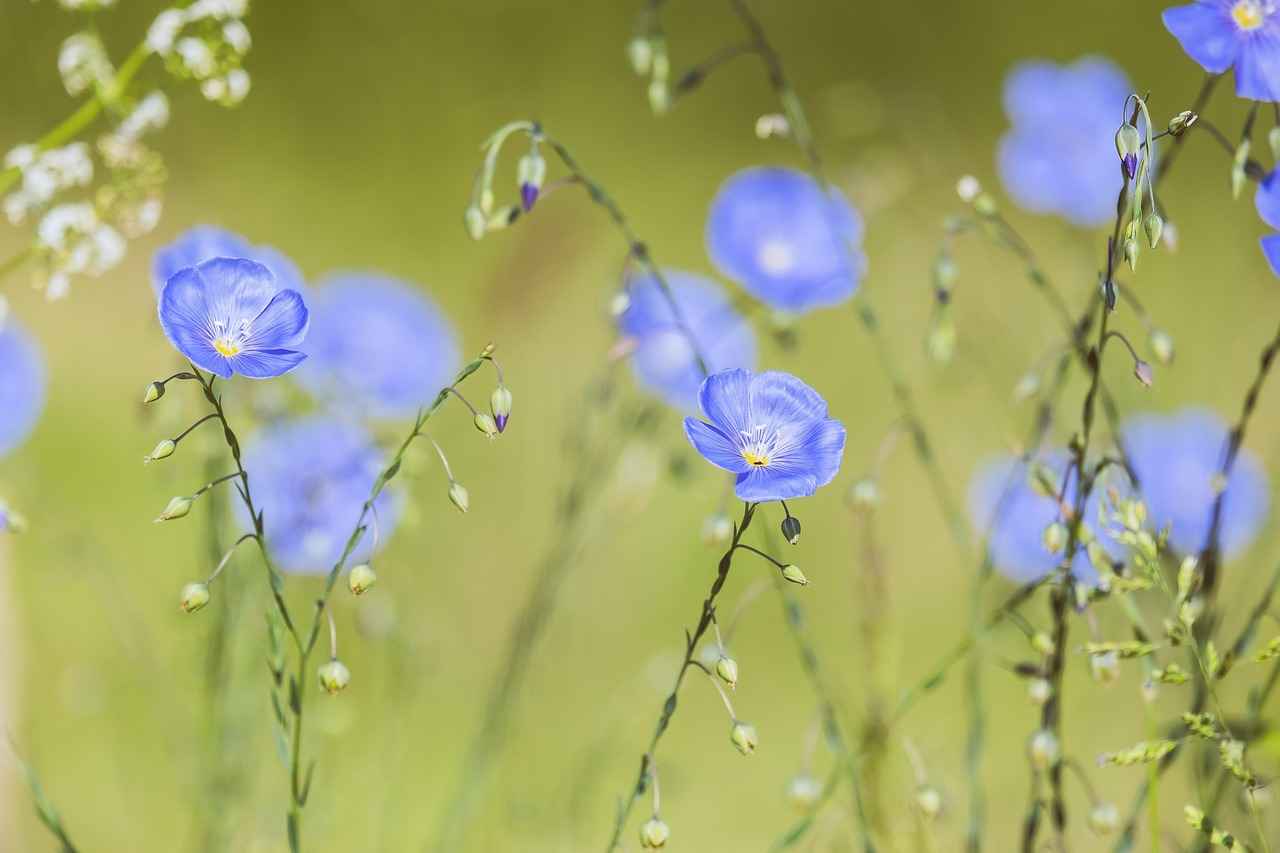 Potential Side Effects of Flax Seeds
