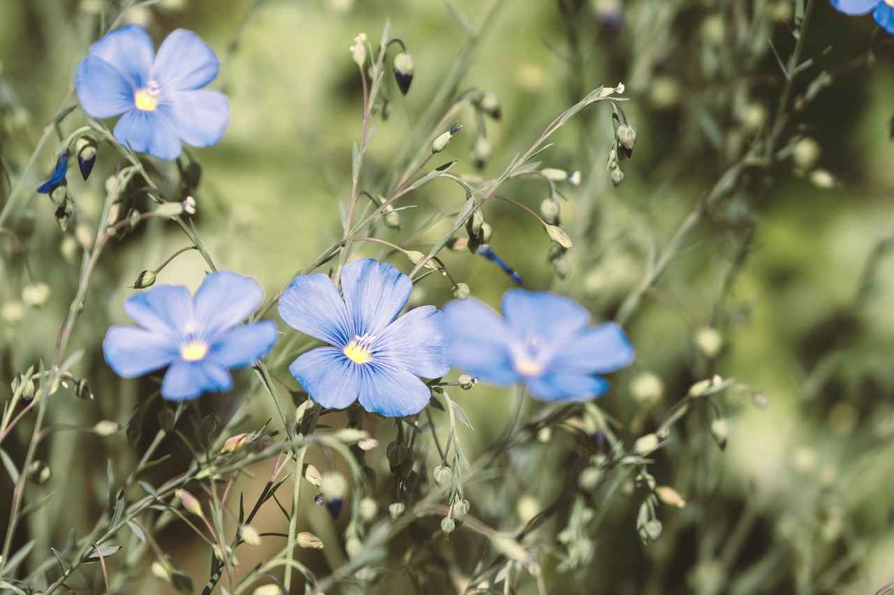 Flax Seeds vs Chia Seeds: Nutritional Comparison