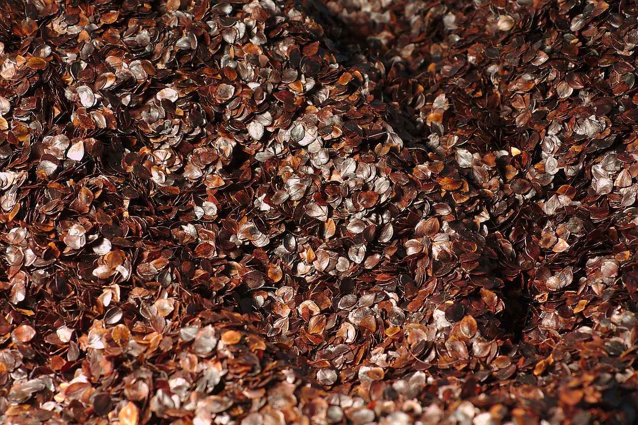How Long Does It Take for Chia Seeds to Grow?