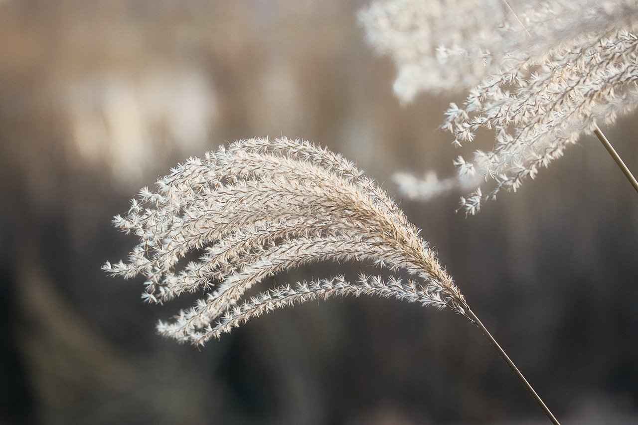 How to Harvest Chia Seeds?