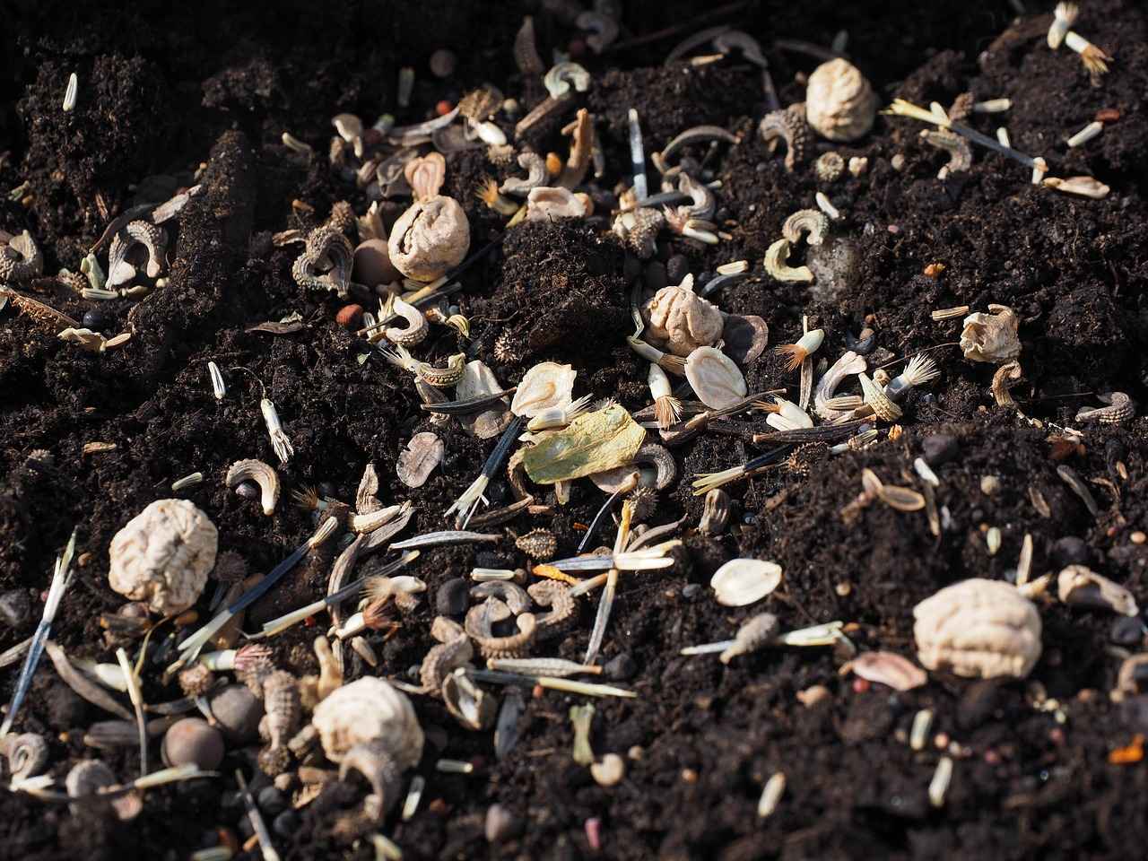 Why Soak Chia Seeds?