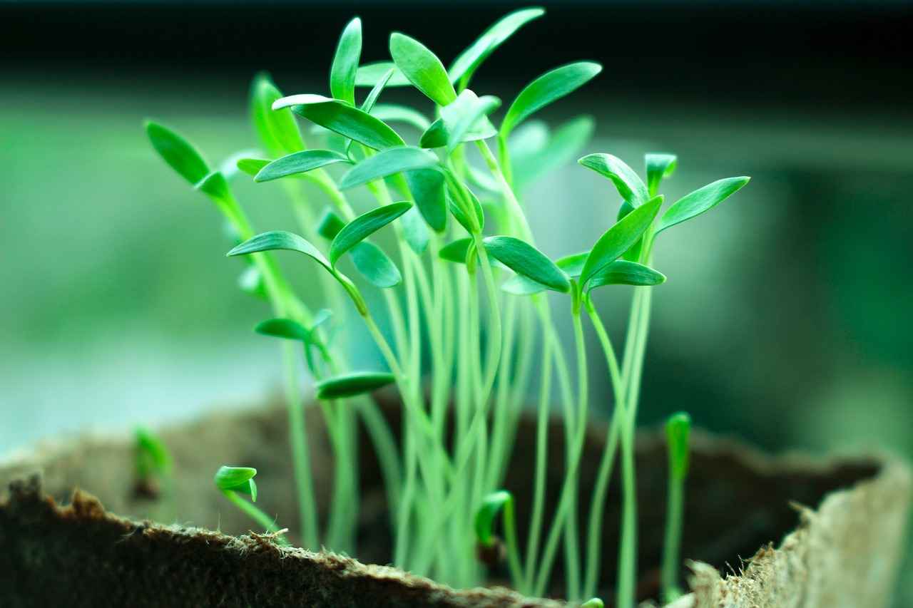 Are There Any Risks Associated with Chia Seeds?
