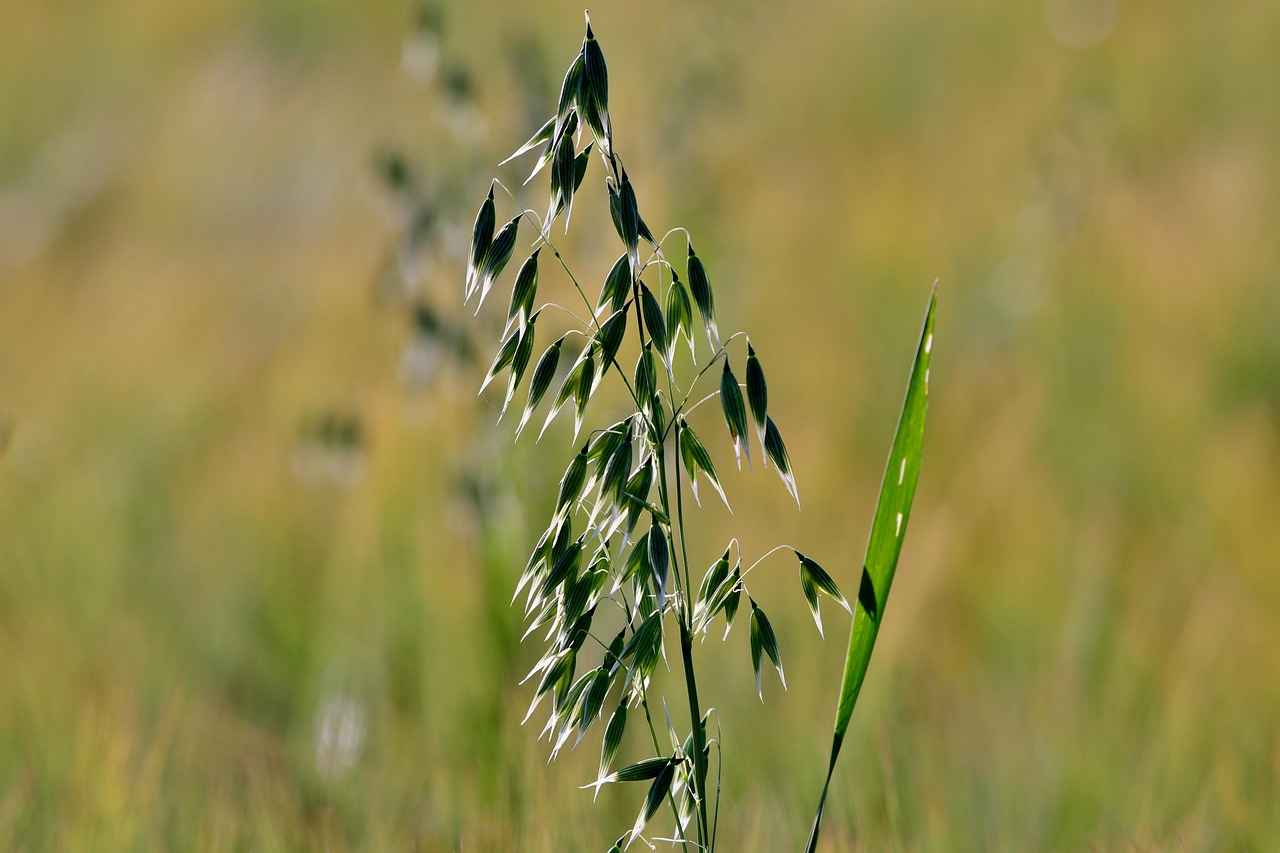 What Are the Health Benefits of Oats?