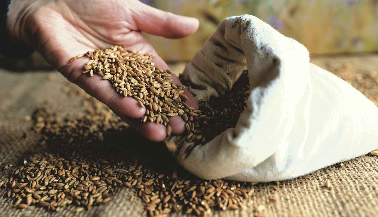 How Do Organic Chia Seeds Differ from Regular Chia Seeds?