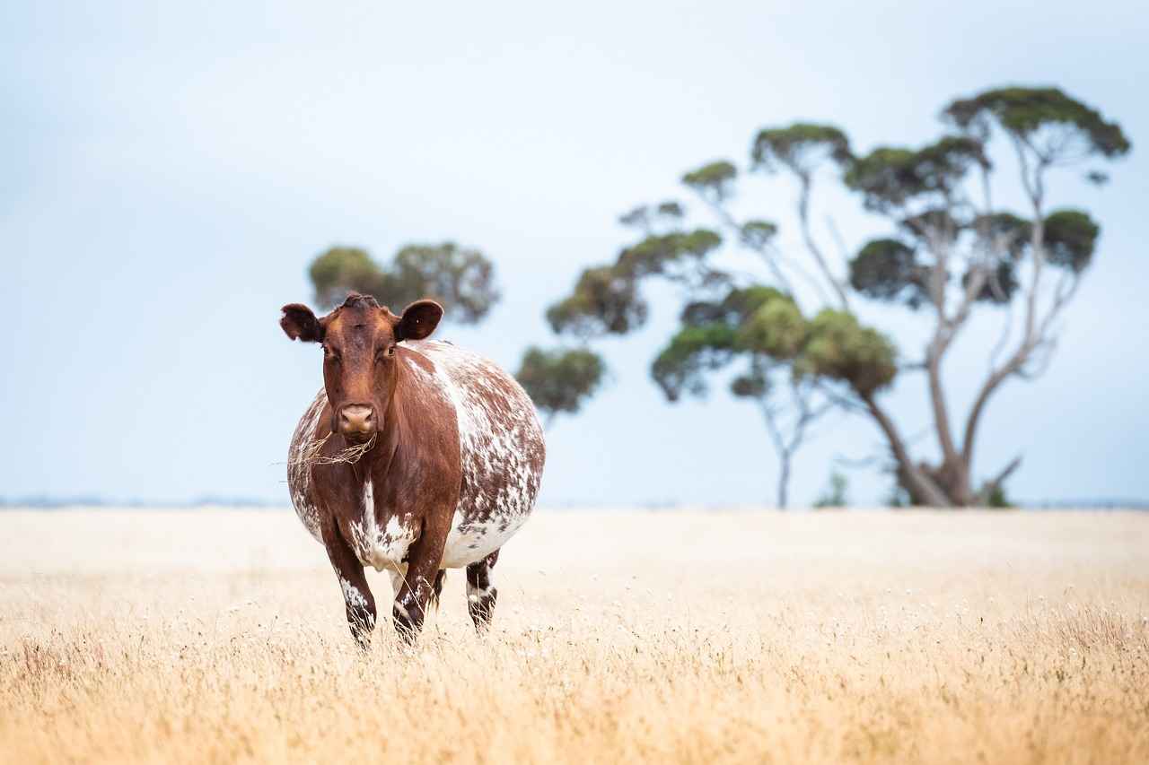 What Are the Environmental Benefits of Organic Farming?