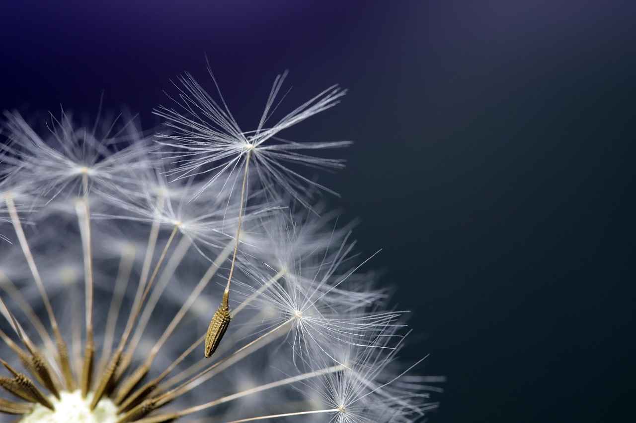 How Do Trader Joe's Chia Seeds Compare to Other Brands?