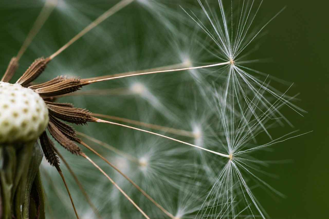 What Is the History of Chia Seeds?