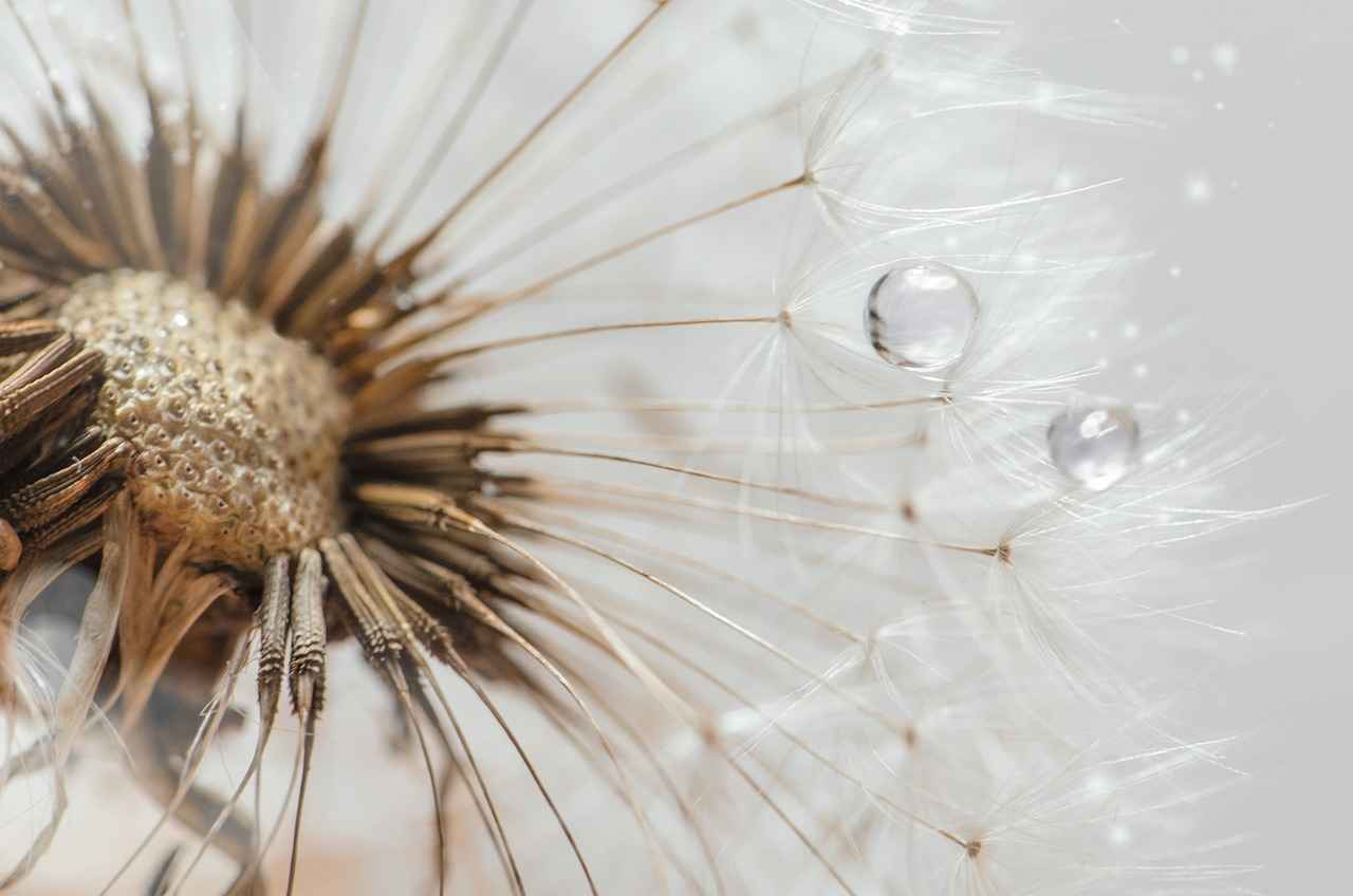 Where to Buy Chia Seeds Online?