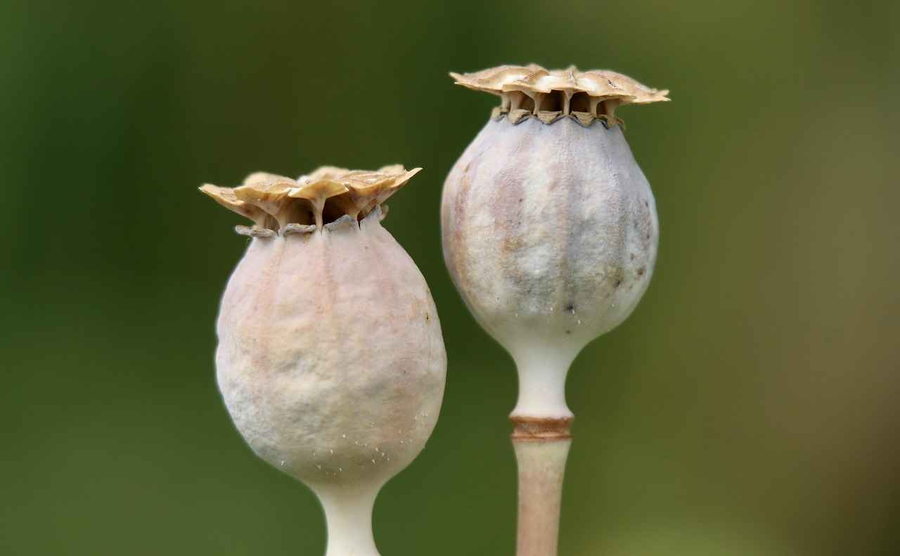 How to Incorporate Chia Seeds into Your Diet?