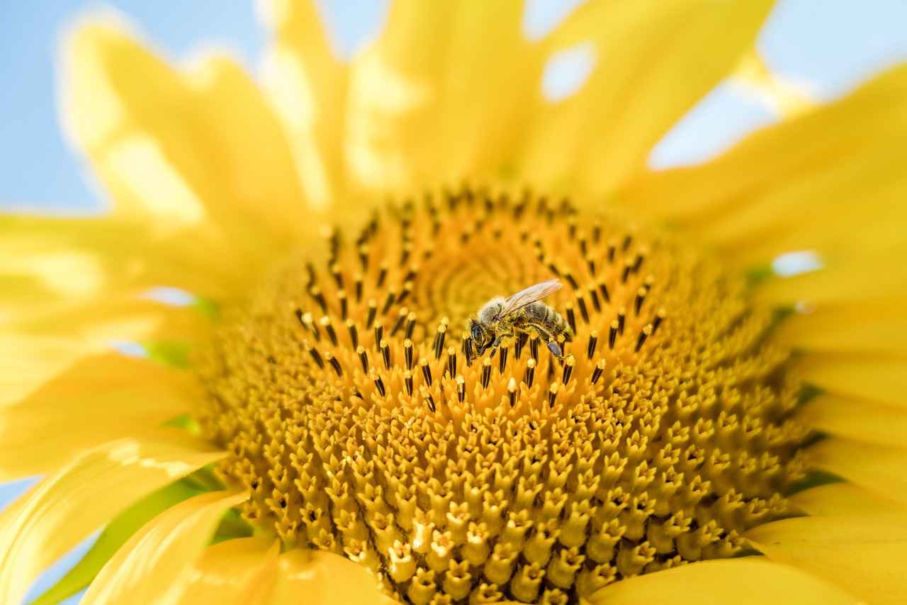 What Are Chia Seeds and Why Are They Popular?